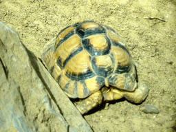 Turtle at the enclosure of the African Penguins at the DierenPark Amersfoort zoo