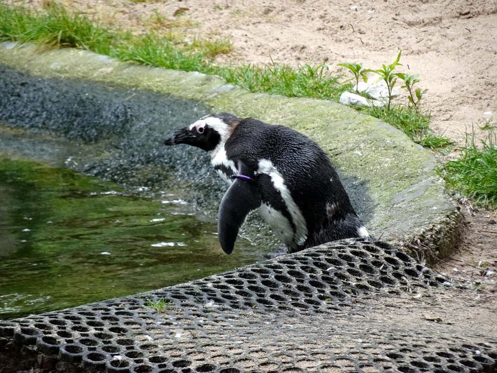 African Penguins at the DierenPark Amersfoort zoo