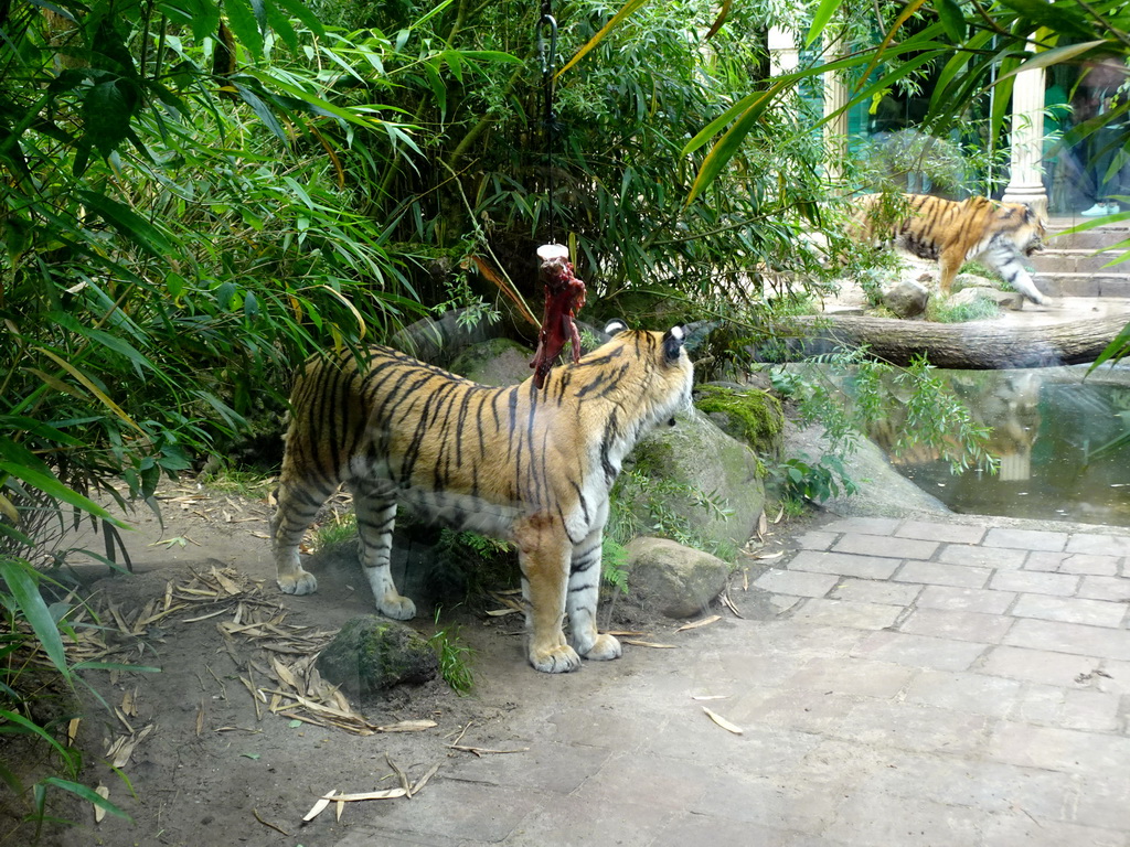 Siberian Tiger being fed at the City of Antiquity at the DierenPark Amersfoort zoo