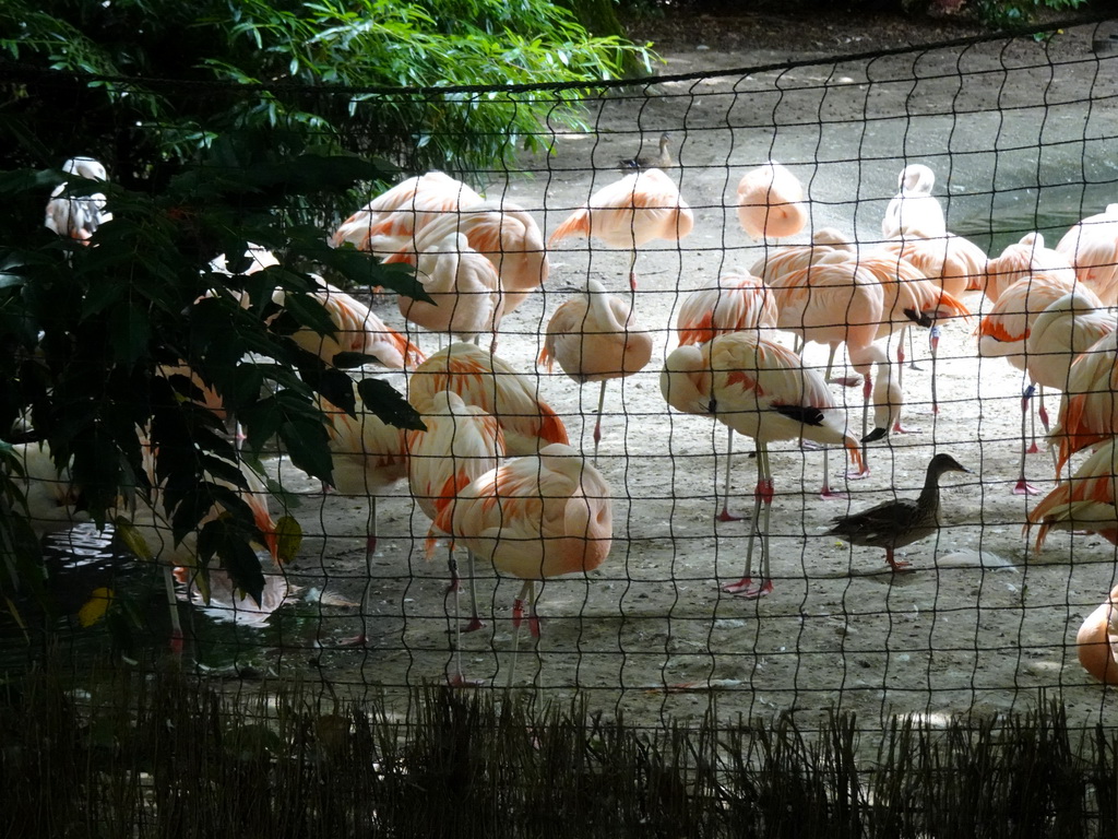 Chilean Flamingos and Ducks at the DierenPark Amersfoort zoo