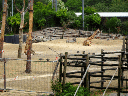 Giraffes and Grévy`s Zebra at the DierenPark Amersfoort zoo