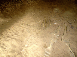 Dinosaur skeleton at an excavation site at the DinoPark at the DierenPark Amersfoort zoo