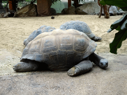 Aldabra Giant Tortoises at the Turtle Building at the DinoPark at the DierenPark Amersfoort zoo