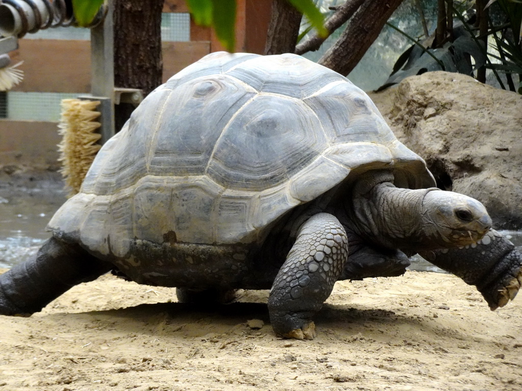 Aldabra Giant Tortoise at the Turtle Building at the DinoPark at the DierenPark Amersfoort zoo