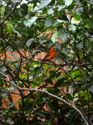 Bird at the Turtle Building at the DinoPark at the DierenPark Amersfoort zoo