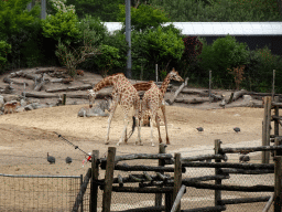 Giraffes, Grévy`s Zebra and Helmeted Guineafowls at the DierenPark Amersfoort zoo