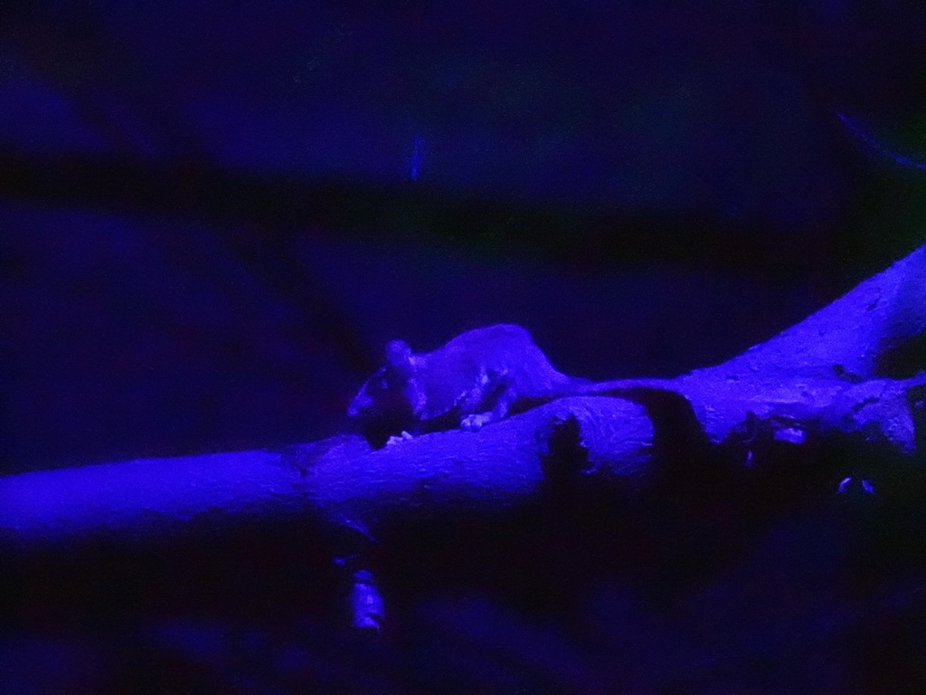 Feathertail Glider at the De Nacht building at the DierenPark Amersfoort zoo