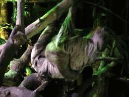 Linnaeus`s Two-toed Sloth at the De Nacht building at the DierenPark Amersfoort zoo