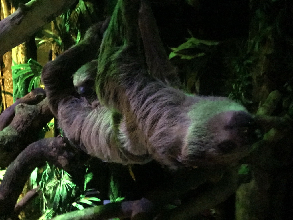 Linnaeus`s Two-toed Sloth at the De Nacht building at the DierenPark Amersfoort zoo