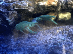 Crab at the De Nacht building at the DierenPark Amersfoort zoo