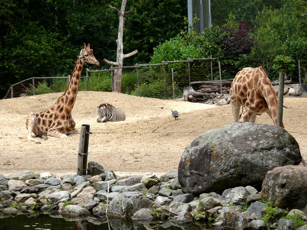 Giraffes, Grévy`s Zebra and Helmeted Guineafowl at the DierenPark Amersfoort zoo