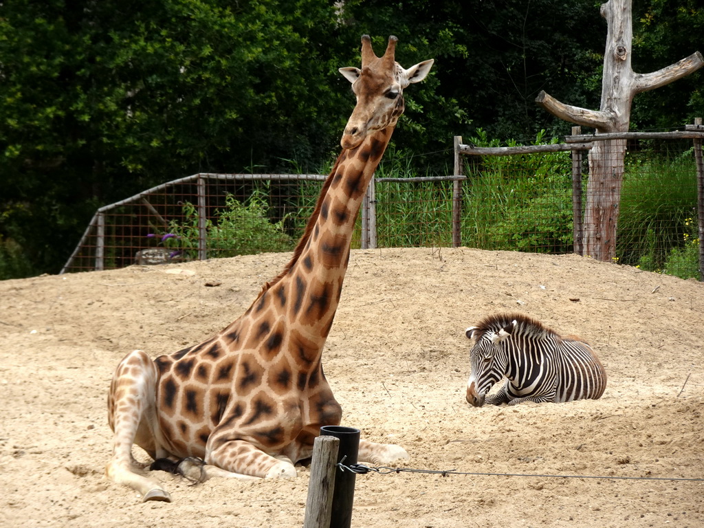 Giraffe and Grévy`s Zebra at the DierenPark Amersfoort zoo