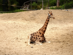 Giraffe and Helmeted Guineafowls at the DierenPark Amersfoort zoo