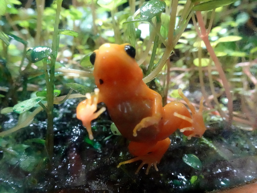 Frog at the Honderdduizend Dierenhuis building at the DierenPark Amersfoort zoo