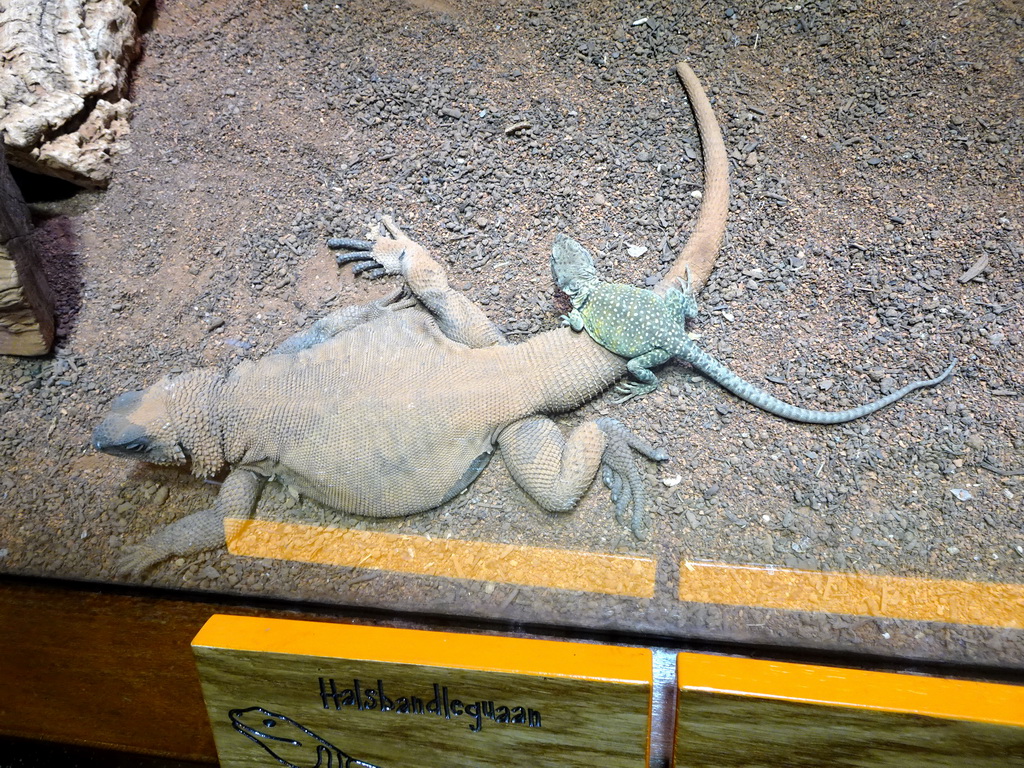 Reptiles at the Honderdduizend Dierenhuis building at the DierenPark Amersfoort zoo