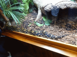 Boa Constrictor at the Honderdduizend Dierenhuis building at the DierenPark Amersfoort zoo