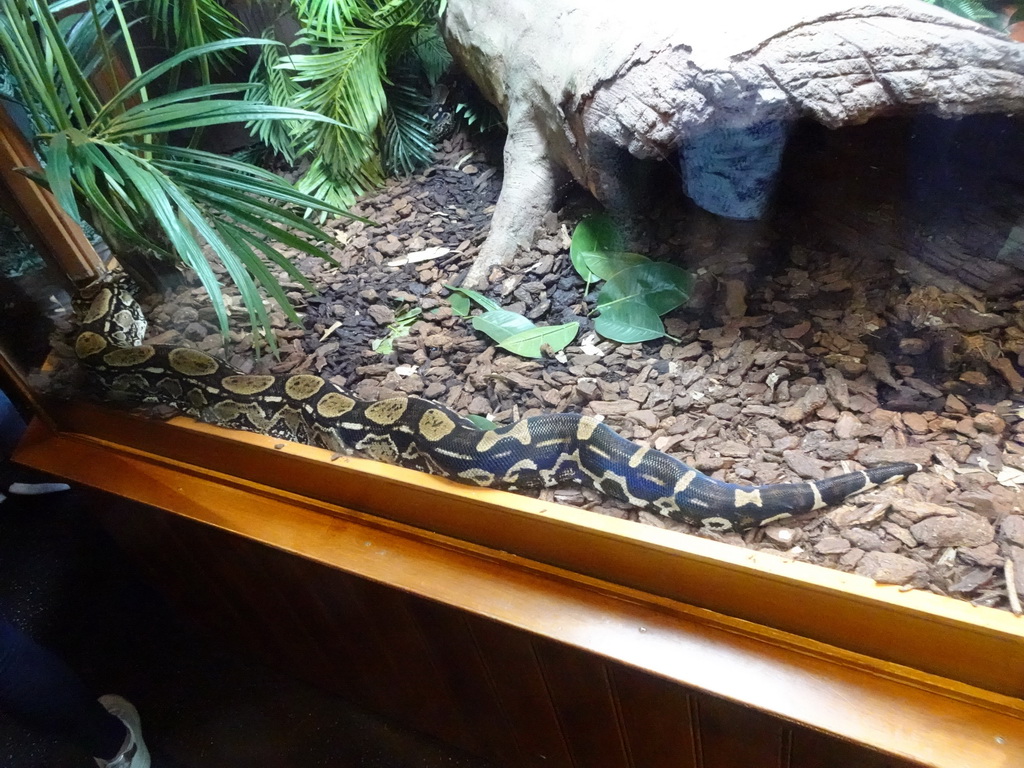 Boa Constrictor at the Honderdduizend Dierenhuis building at the DierenPark Amersfoort zoo