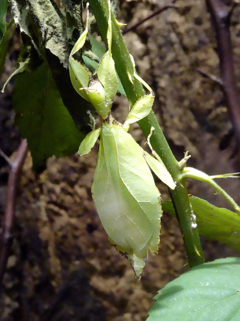 Leaf Insect at the Honderdduizend Dierenhuis building at the DierenPark Amersfoort zoo