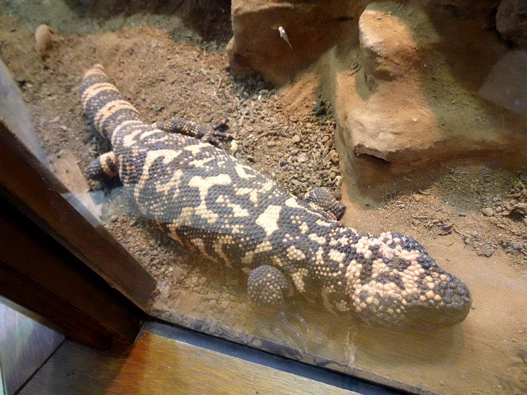 Gila Monster at the Honderdduizend Dierenhuis building at the DierenPark Amersfoort zoo