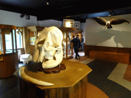 Skulls, tooth and stuffed bird at the Honderdduizend Dierenhuis building at the DierenPark Amersfoort zoo