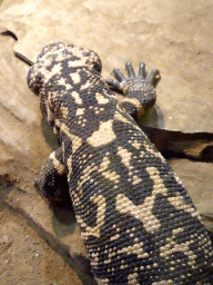 Gila Monster at the Honderdduizend Dierenhuis building at the DierenPark Amersfoort zoo