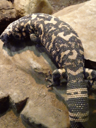 Gila Monster at the Honderdduizend Dierenhuis building at the DierenPark Amersfoort zoo