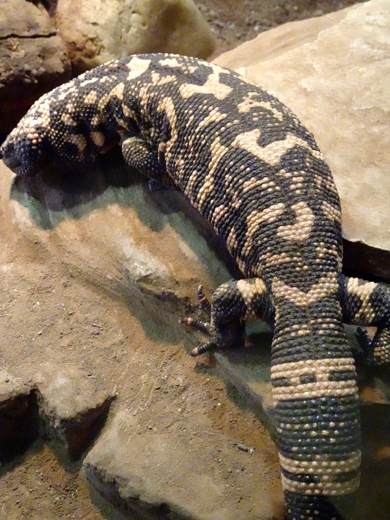 Gila Monster at the Honderdduizend Dierenhuis building at the DierenPark Amersfoort zoo