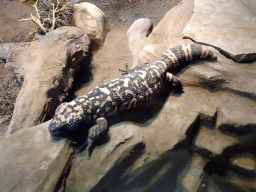 Gila Monster at the Honderdduizend Dierenhuis building at the DierenPark Amersfoort zoo