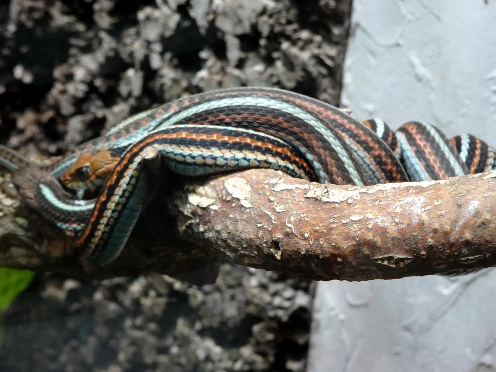 San Francisco Garter Snake at the Honderdduizend Dierenhuis building at the DierenPark Amersfoort zoo