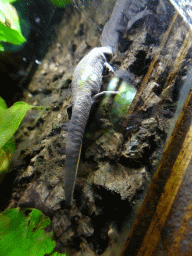 Salamander at the Honderdduizend Dierenhuis building at the DierenPark Amersfoort zoo