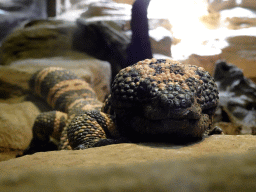 Gila Monster at the Honderdduizend Dierenhuis building at the DierenPark Amersfoort zoo