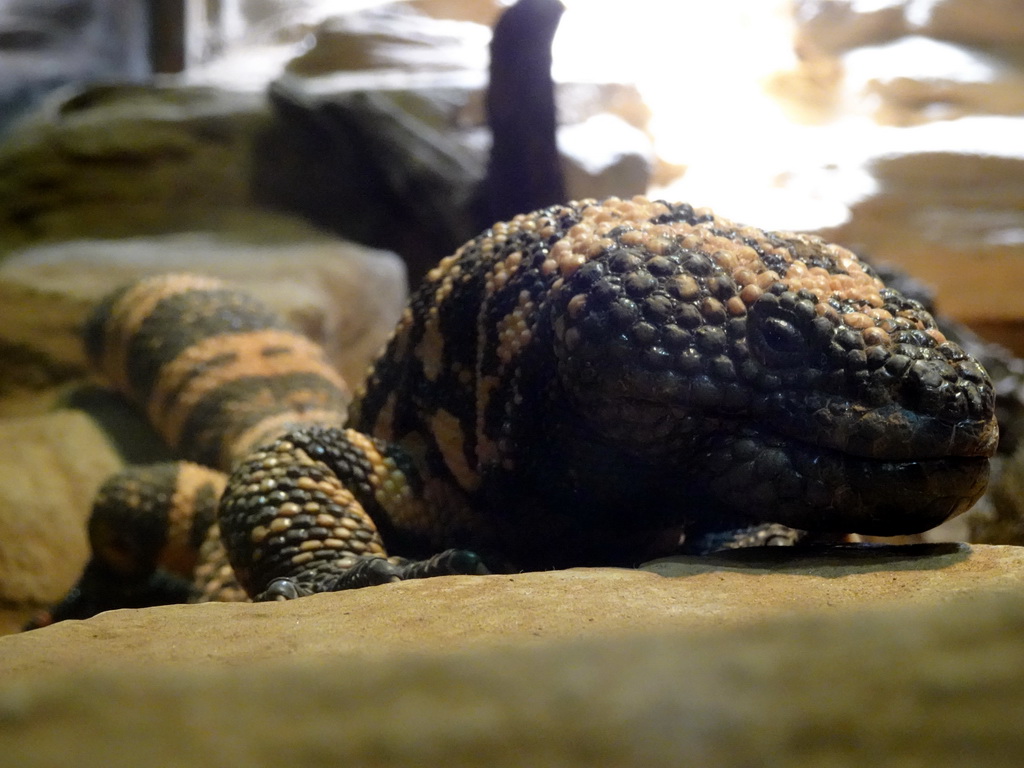 Gila Monster at the Honderdduizend Dierenhuis building at the DierenPark Amersfoort zoo