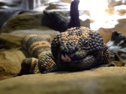 Gila Monster at the Honderdduizend Dierenhuis building at the DierenPark Amersfoort zoo