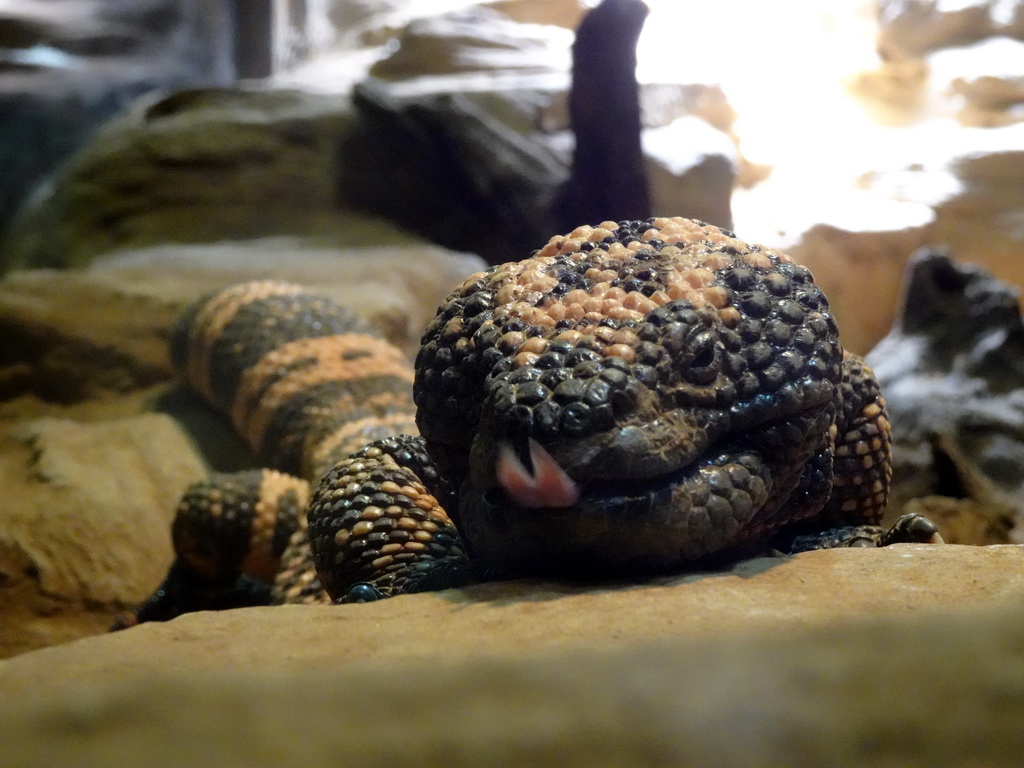 Gila Monster at the Honderdduizend Dierenhuis building at the DierenPark Amersfoort zoo