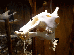 Giraffe skull at the Honderdduizend Dierenhuis building at the DierenPark Amersfoort zoo