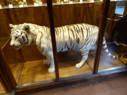 Stuffed White Tiger at the Honderdduizend Dierenhuis building at the DierenPark Amersfoort zoo