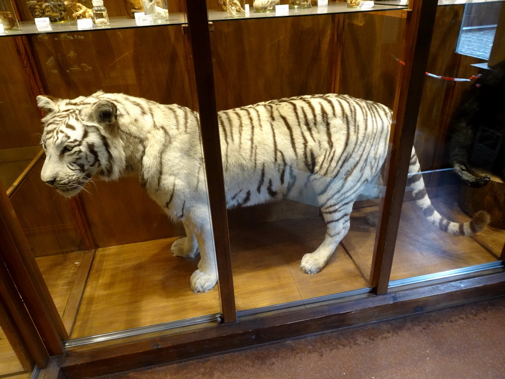 Stuffed White Tiger at the Honderdduizend Dierenhuis building at the DierenPark Amersfoort zoo