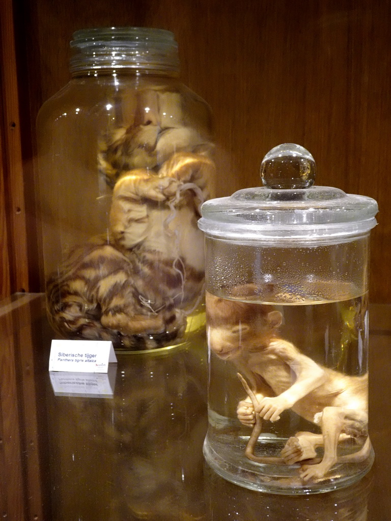 Young Siberian Tiger and young Monkey in formaldehyde at the Honderdduizend Dierenhuis building at the DierenPark Amersfoort zoo, with explanation