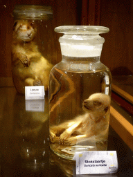 Young Lion and young Meerkat in formaldehyde at the Honderdduizend Dierenhuis building at the DierenPark Amersfoort zoo, with explanation