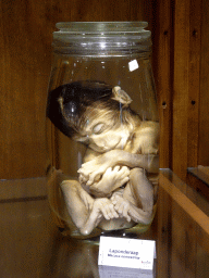 Young Southern Pig-tailed Macaque in formaldehyde at the Honderdduizend Dierenhuis building at the DierenPark Amersfoort zoo, with explanation