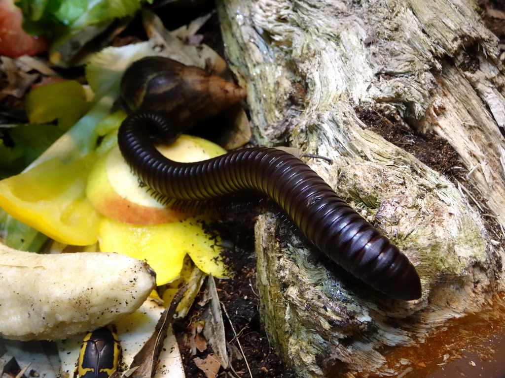 Giant African Millipede, African Giant Snail and Sun Beetle at the Honderdduizend Dierenhuis building at the DierenPark Amersfoort zoo