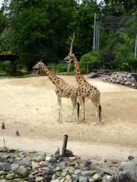 Giraffes and Helmeted Guineafowls at the DierenPark Amersfoort zoo