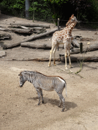 Giraffe and Grévy`s Zebra at the DierenPark Amersfoort zoo