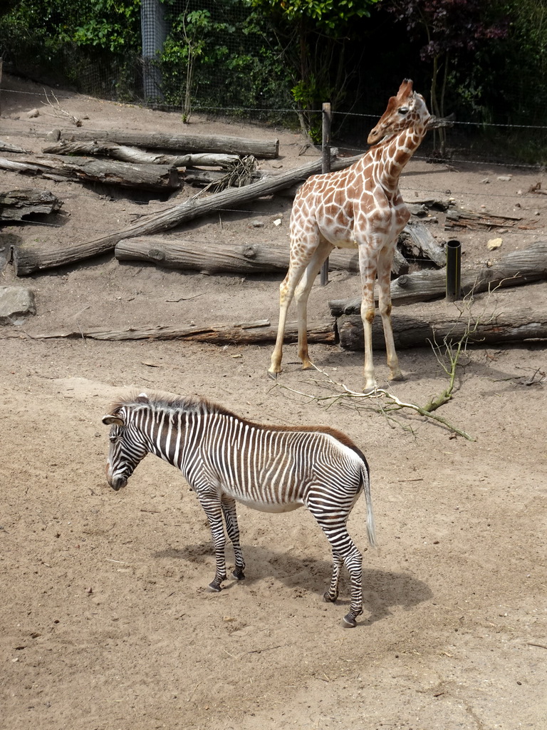 Giraffe and Grévy`s Zebra at the DierenPark Amersfoort zoo