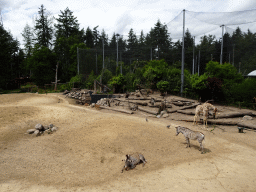 Giraffes, Grévy`s Zebras and Helmeted Guineafowls at the DierenPark Amersfoort zoo
