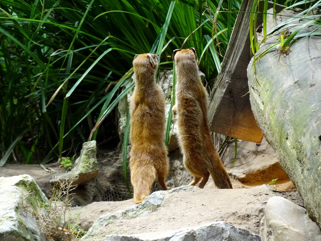 Yellow Mongooses at the DierenPark Amersfoort zoo