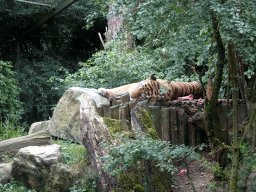 Siberian Tiger at the City of Antiquity at the DierenPark Amersfoort zoo