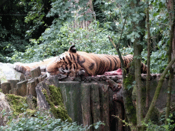 Siberian Tiger at the City of Antiquity at the DierenPark Amersfoort zoo