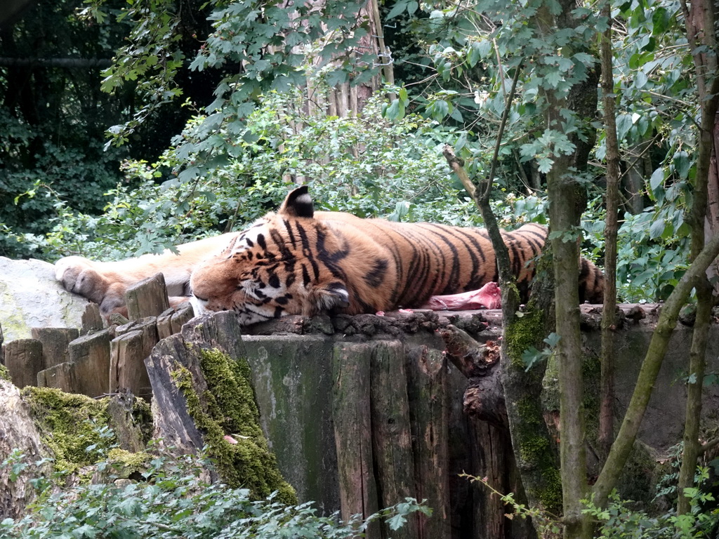 Siberian Tiger at the City of Antiquity at the DierenPark Amersfoort zoo