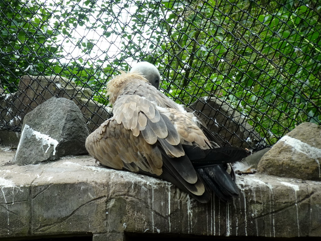 Griffon Vulture at the City of Antiquity at the DierenPark Amersfoort zoo, viewed from the Palace of King Darius